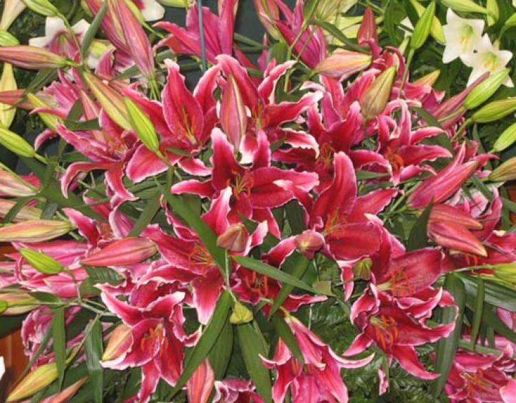 Image of Gold Medal Lilies as shown in Chelsea Flower Show
