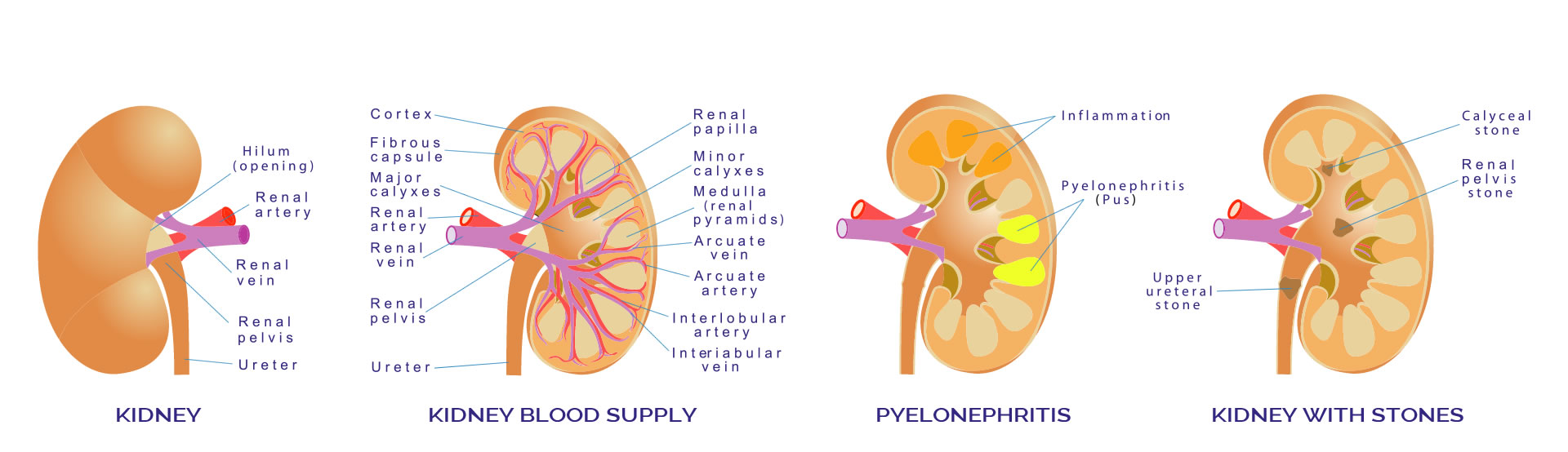 First banner image for the Professor Goldsmith website exploring the anatomy of a kidney